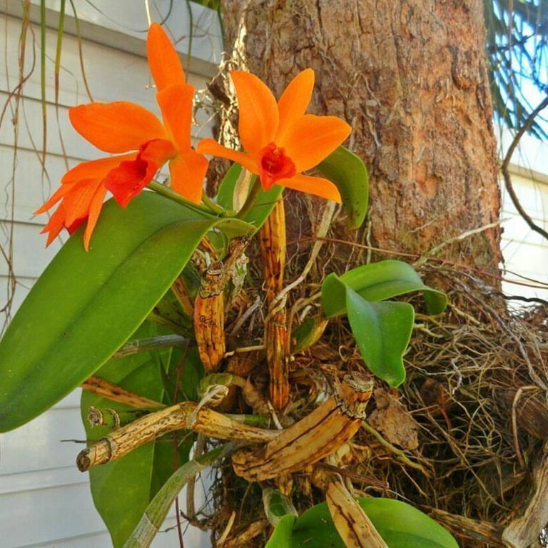 Pousada Orquideas Guarujá Exterior photo